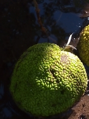 Maclura pomifera