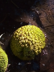Maclura pomifera