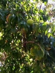 Maclura pomifera