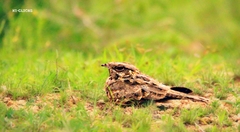 Caprimulgus asiaticus