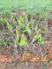 Anemia vestita