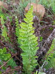 Anemia vestita