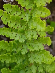 Anemia vestita