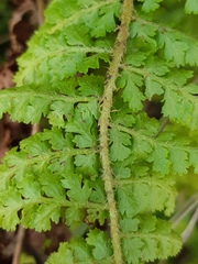 Anemia vestita