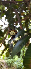 Gasteracantha rubrospinis