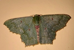 Episothalma robustaria