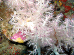 Chironephthya