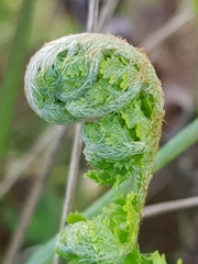 Anemia vestita