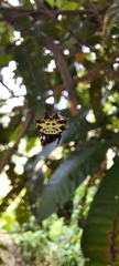 Gasteracantha rubrospinis