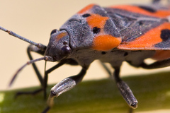 Lygaeus kalmii kalmii