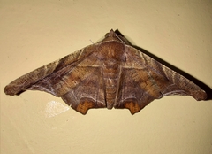 Episparis tortuosalis