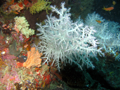 Chironephthya