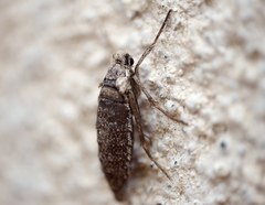 Deuterotinea casanella