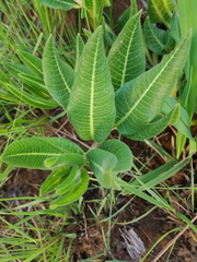 Xysmalobium