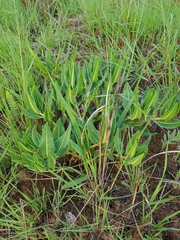 Xysmalobium