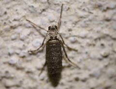 Deuterotinea casanella