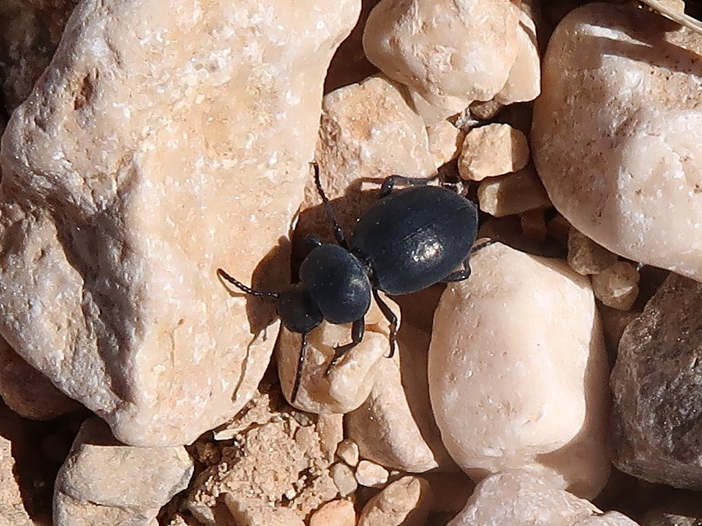 Tentyria laevis