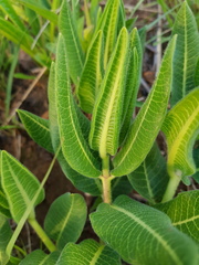 Xysmalobium