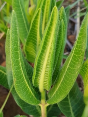 Xysmalobium