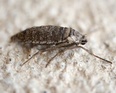 Deuterotinea casanella