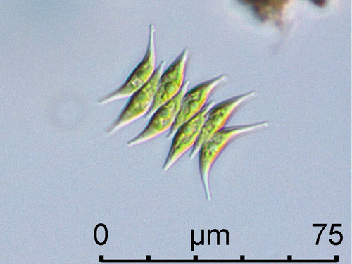 Tetradesmus