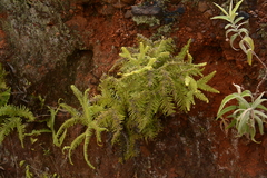 Sticherus umbraculifer