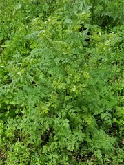 Torilis nodosa
