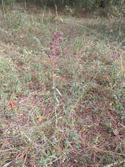 Carphephorus paniculatus