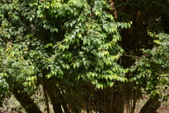 Halleria lucida