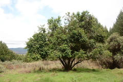 Halleria lucida