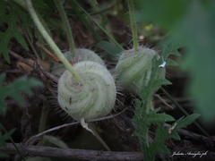 Blumenbachia insignis