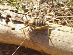Parasteropleurus perezii