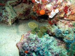 Palythoa heliodiscus