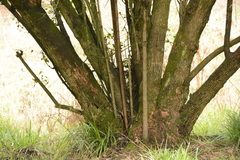 Halleria lucida