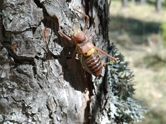 Parasteropleurus perezii