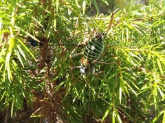 Lluciapomaresius ortegai