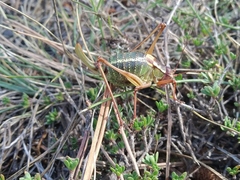 Barbitistes fischeri