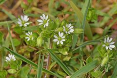 Stellaria media