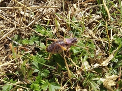 Ephippigerida areolaria