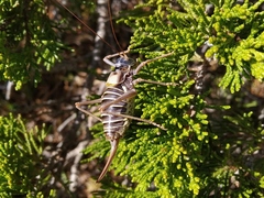 Lluciapomaresius ortegai