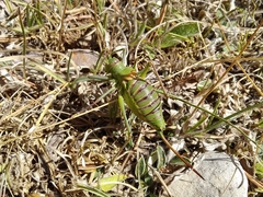 Albarracinia zapaterii