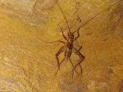 Petaloptila bolivari