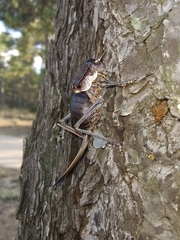 Pycnogaster valentini