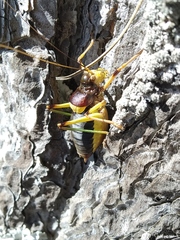 Coracinotus notarioi