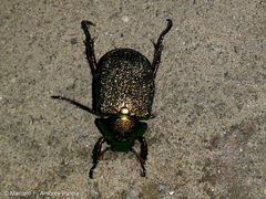 Chrysophora chrysochlora