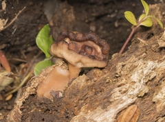 Gyromitra antarctica