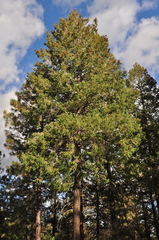 Pseudotsuga menziesii glauca