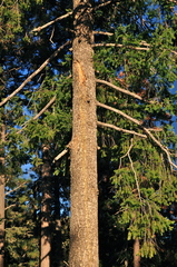 Pseudotsuga menziesii glauca
