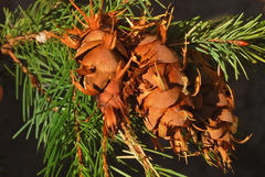 Pseudotsuga menziesii glauca