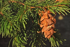 Pseudotsuga menziesii glauca